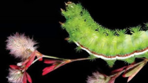 Film & Quest! The Extraordinary Caterpillar